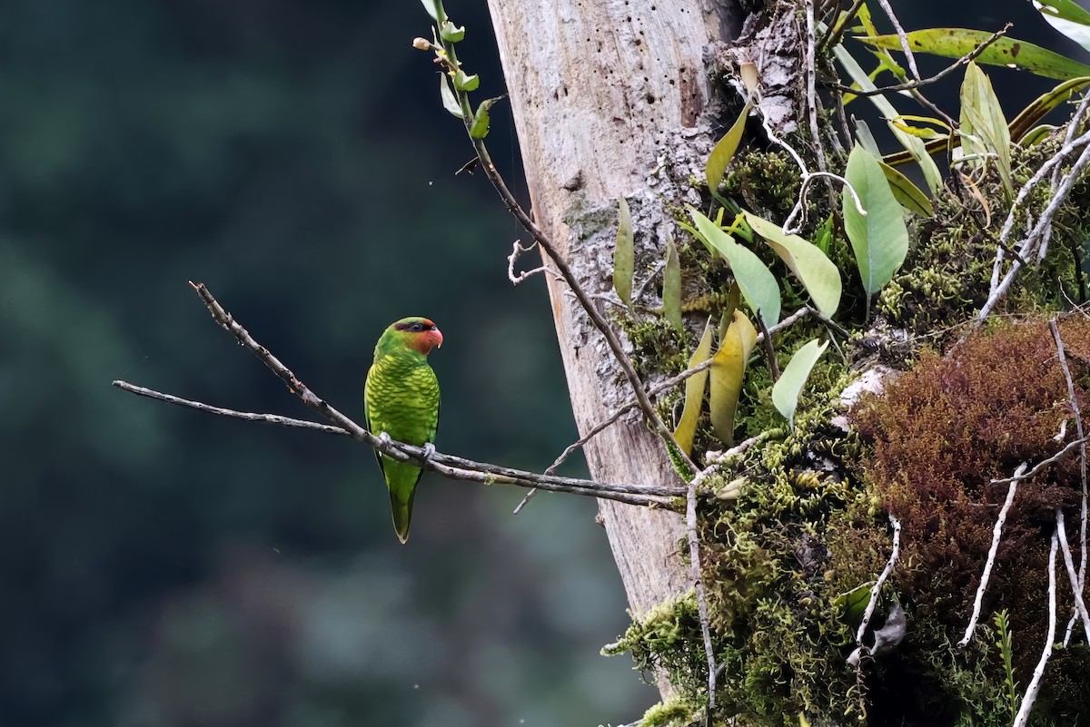 Mindanao Lorikeet - ML636000888