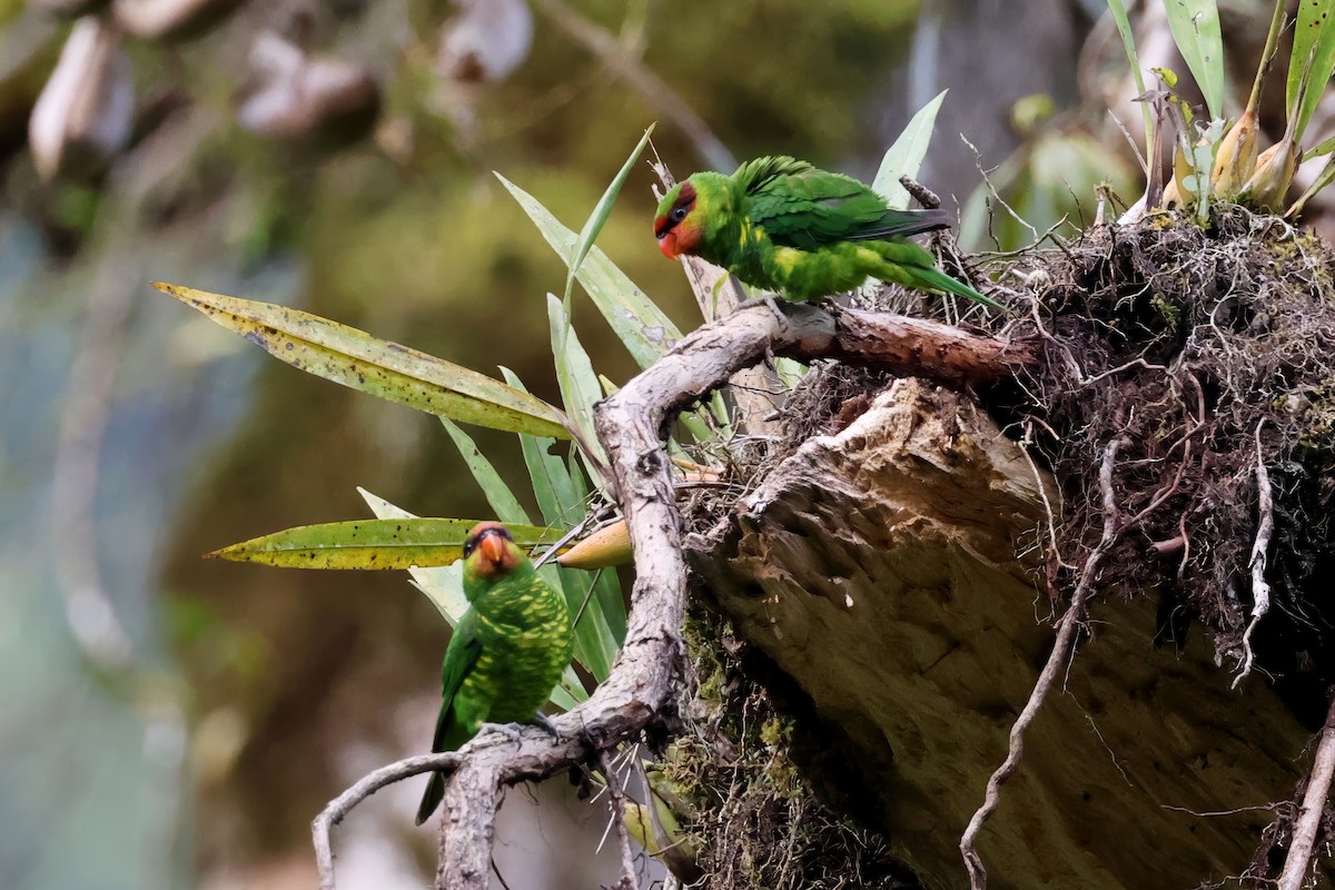 Mindanao Lorikeet - ML636000889