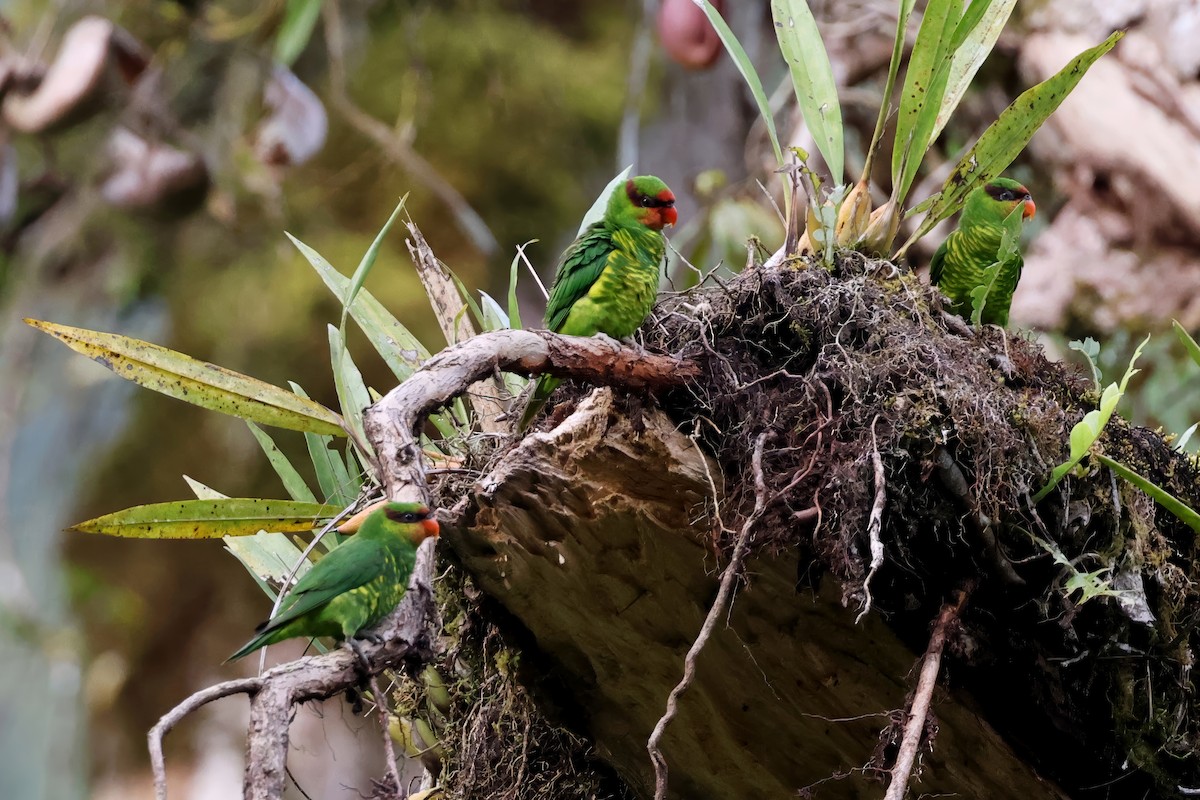 Mindanao Lorikeet - ML636000890