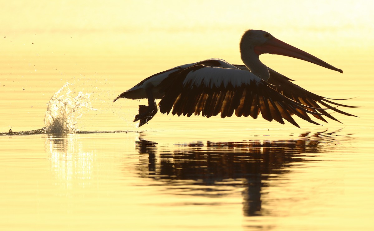 Australian Pelican - ML636000900