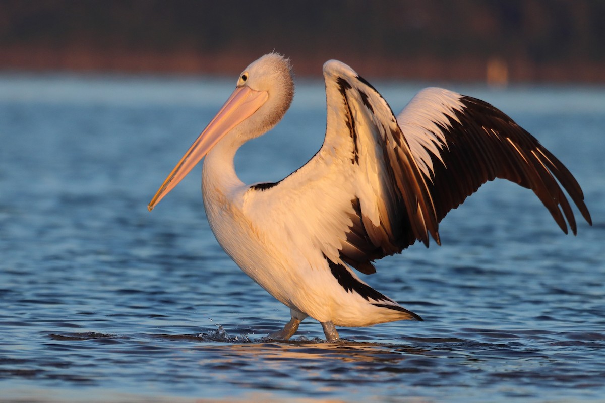 Australian Pelican - ML636000901