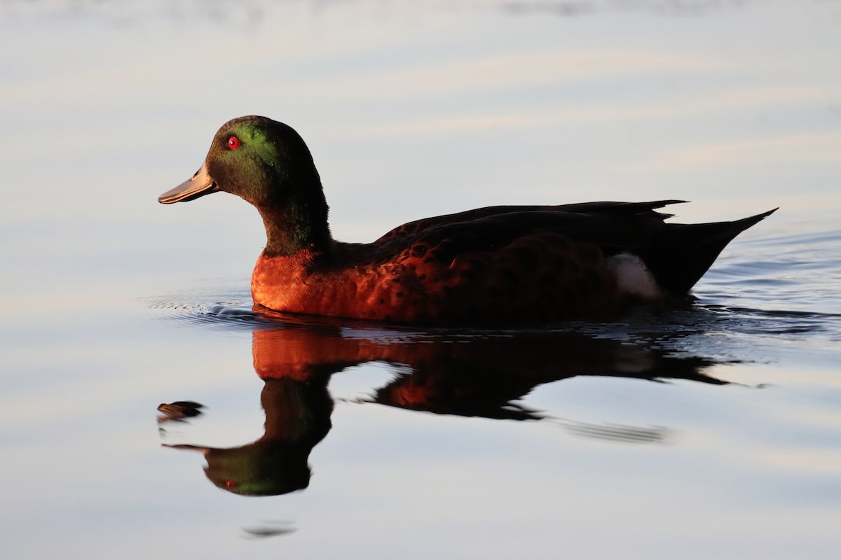 Chestnut Teal - ML636000913