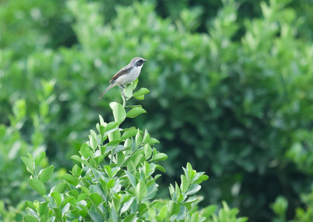 Gray Bushchat - ML636000916
