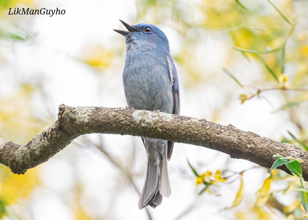 Pale Blue Flycatcher - ML636000934