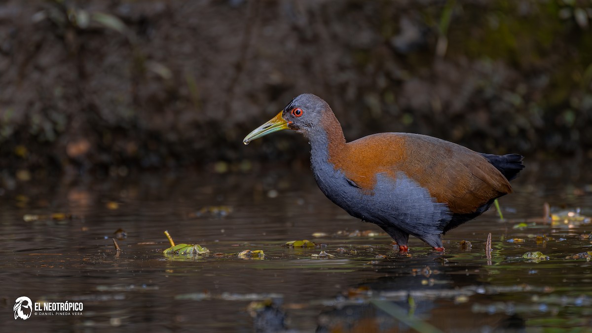 Slaty-breasted Wood-Rail - ML636001034