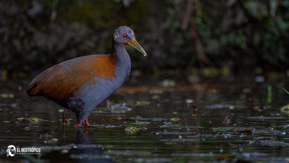 Slaty-breasted Wood-Rail - ML636001035