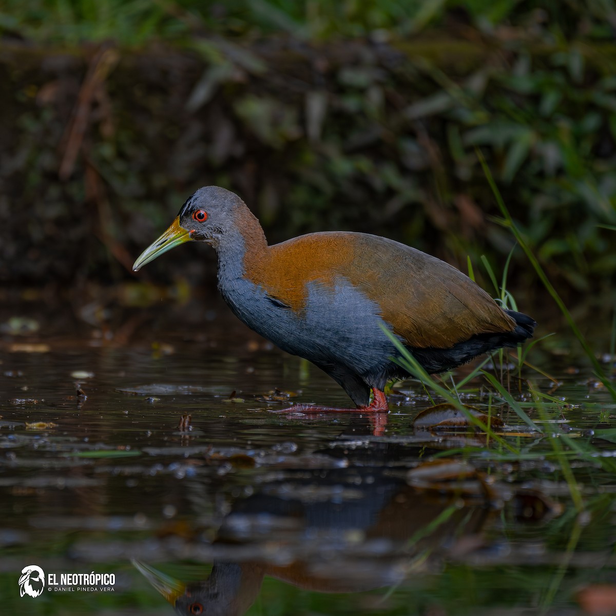 Slaty-breasted Wood-Rail - ML636001036