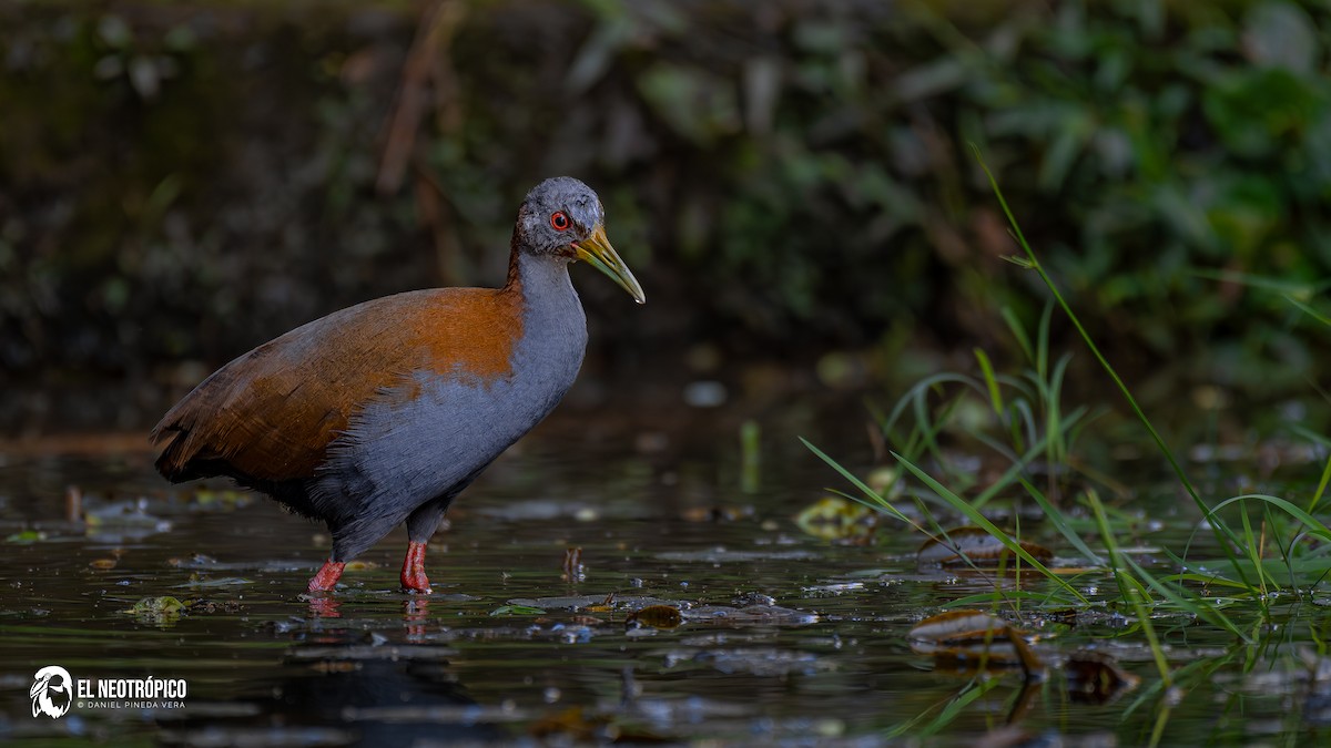 Slaty-breasted Wood-Rail - ML636001037