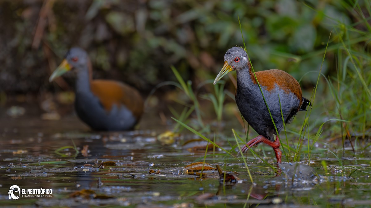 Slaty-breasted Wood-Rail - ML636001038