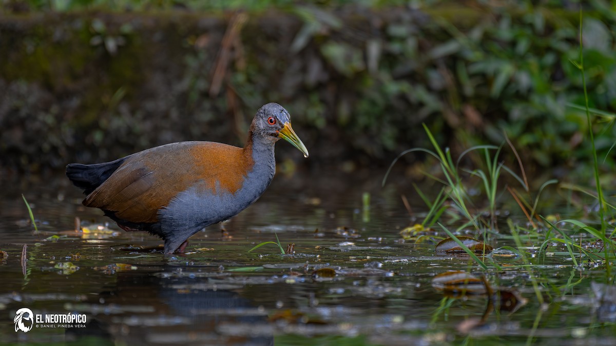 Slaty-breasted Wood-Rail - ML636001039