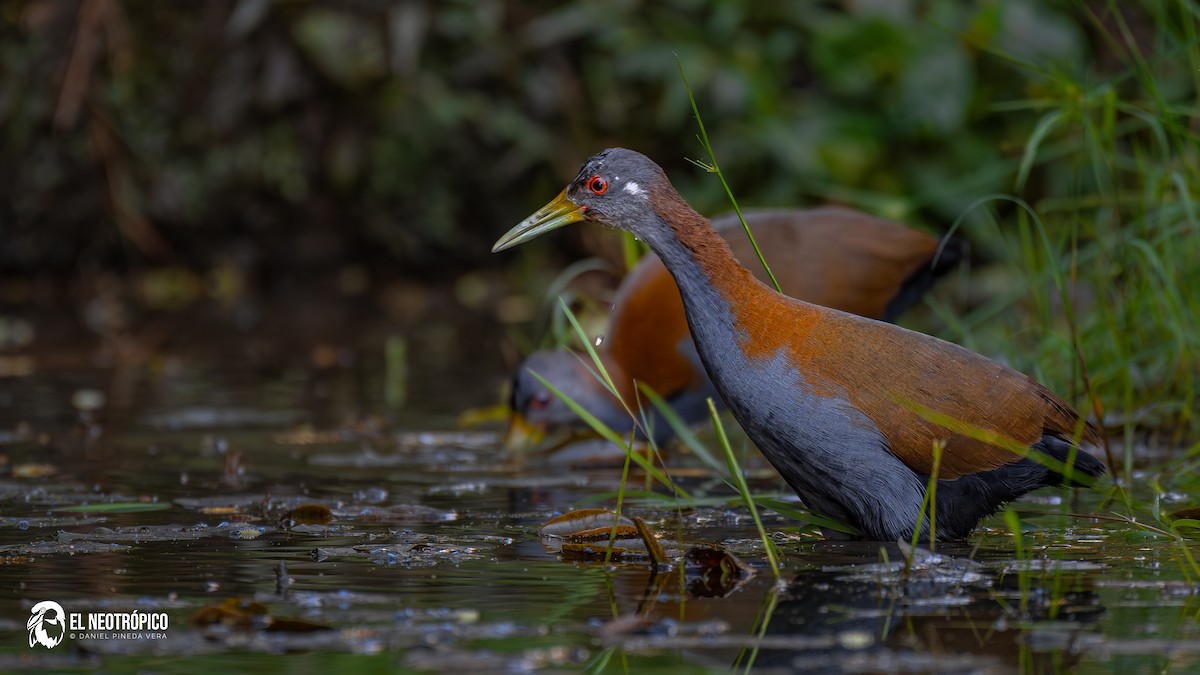 Slaty-breasted Wood-Rail - ML636001040