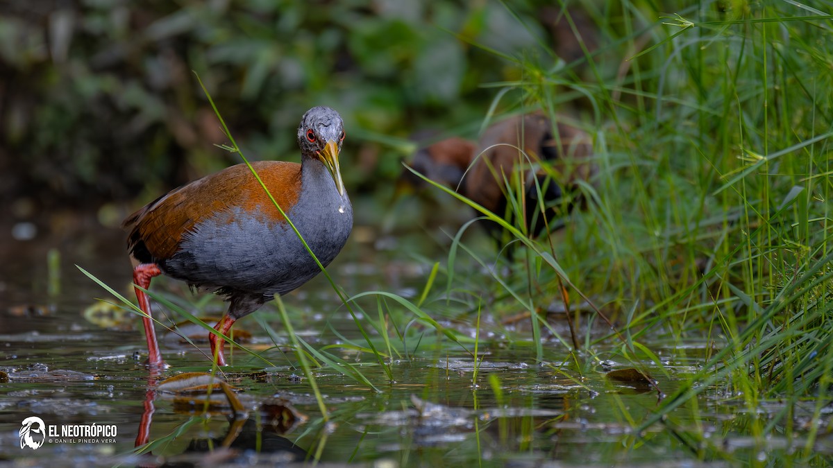 Slaty-breasted Wood-Rail - ML636001041