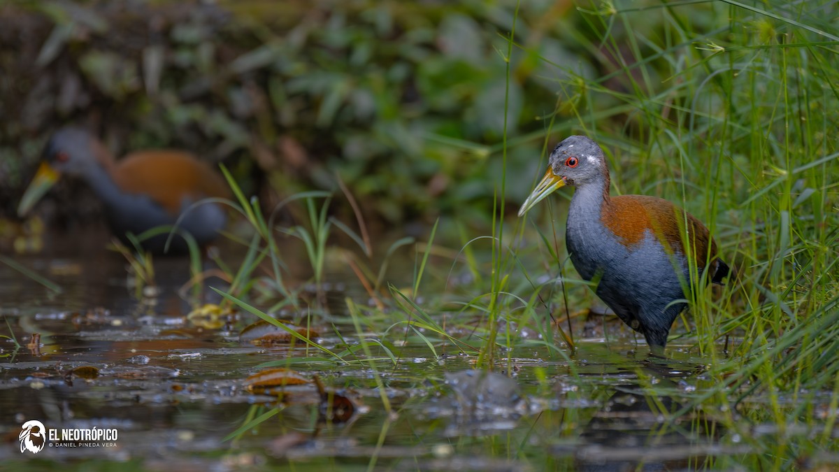 Slaty-breasted Wood-Rail - ML636001042