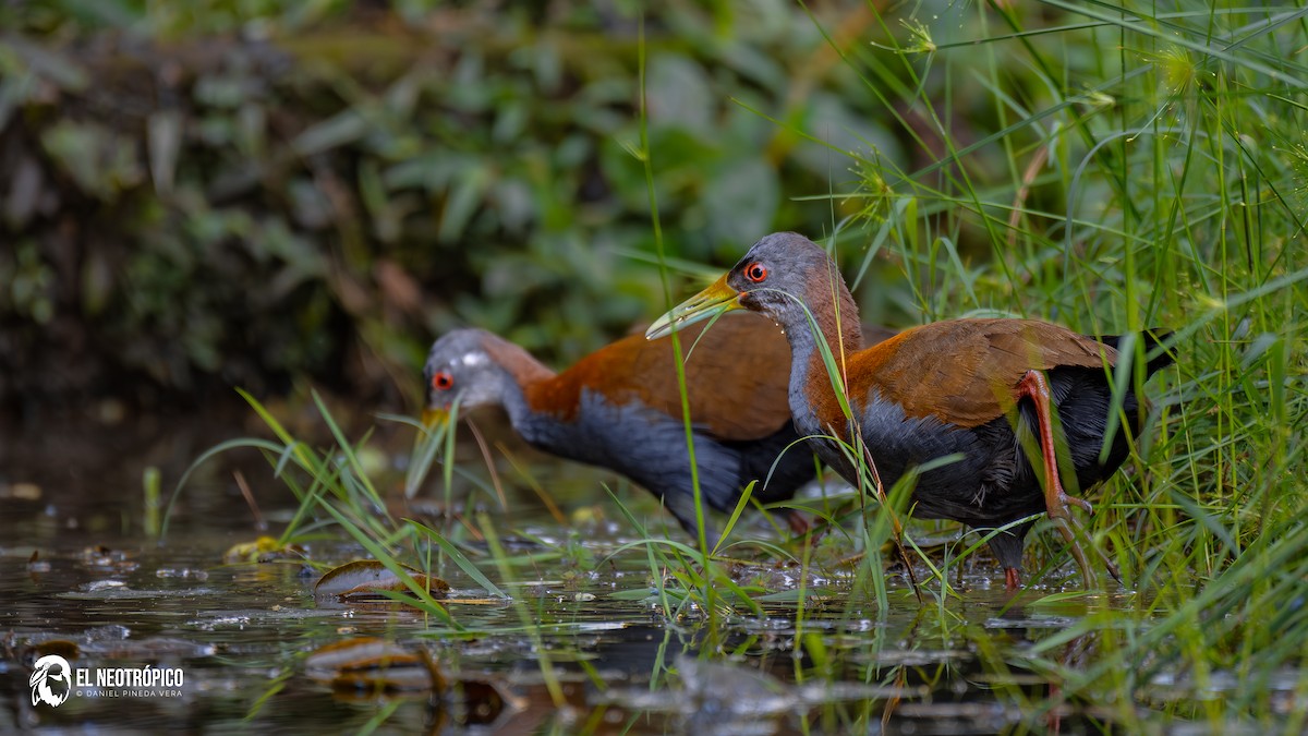 Slaty-breasted Wood-Rail - ML636001043