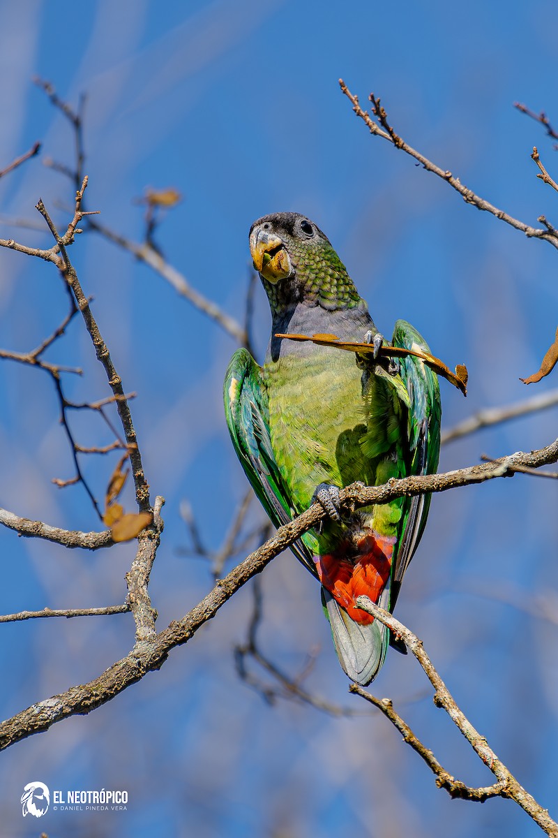 Scaly-headed Parrot - ML636001049