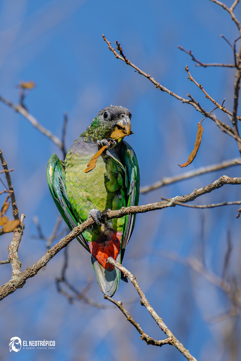 Scaly-headed Parrot - ML636001050