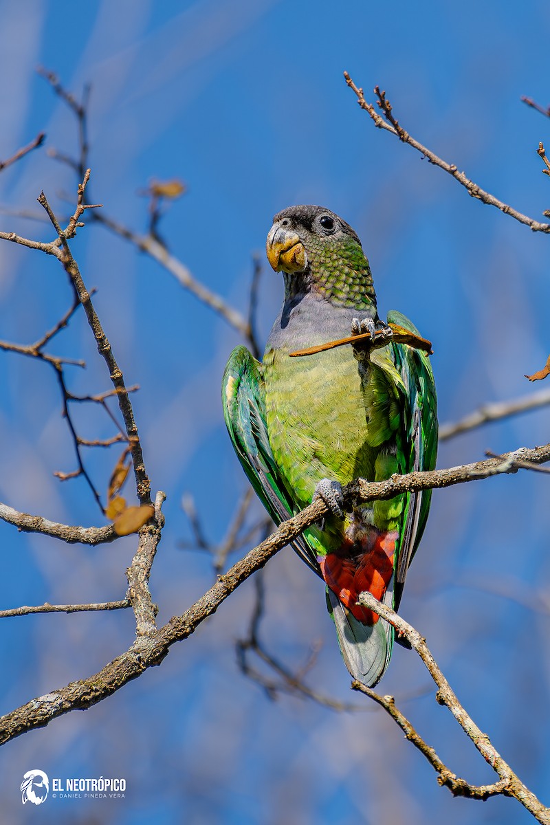Scaly-headed Parrot - ML636001051