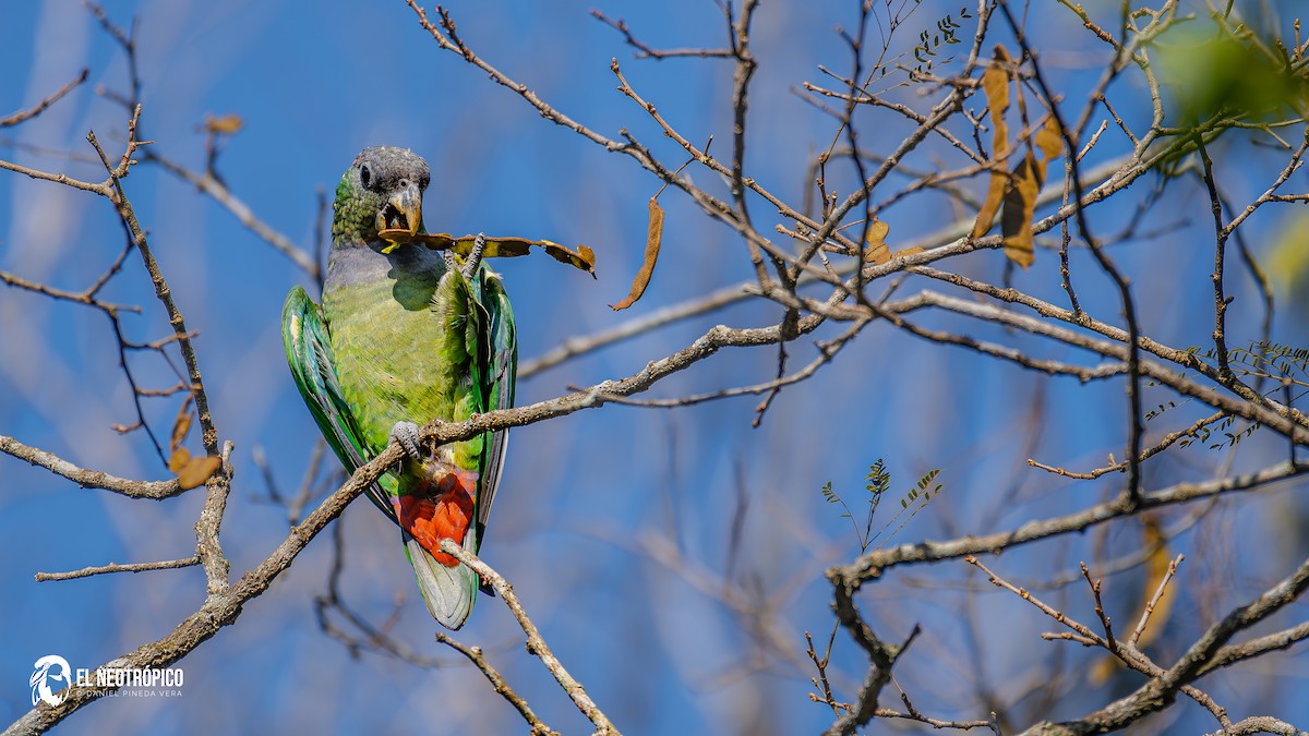 Scaly-headed Parrot - ML636001052