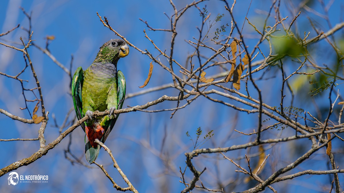 Scaly-headed Parrot - ML636001053