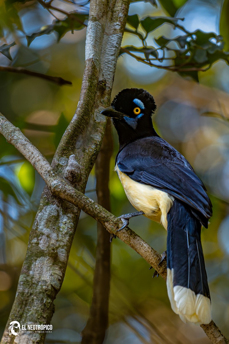 Plush-crested Jay - ML636001055