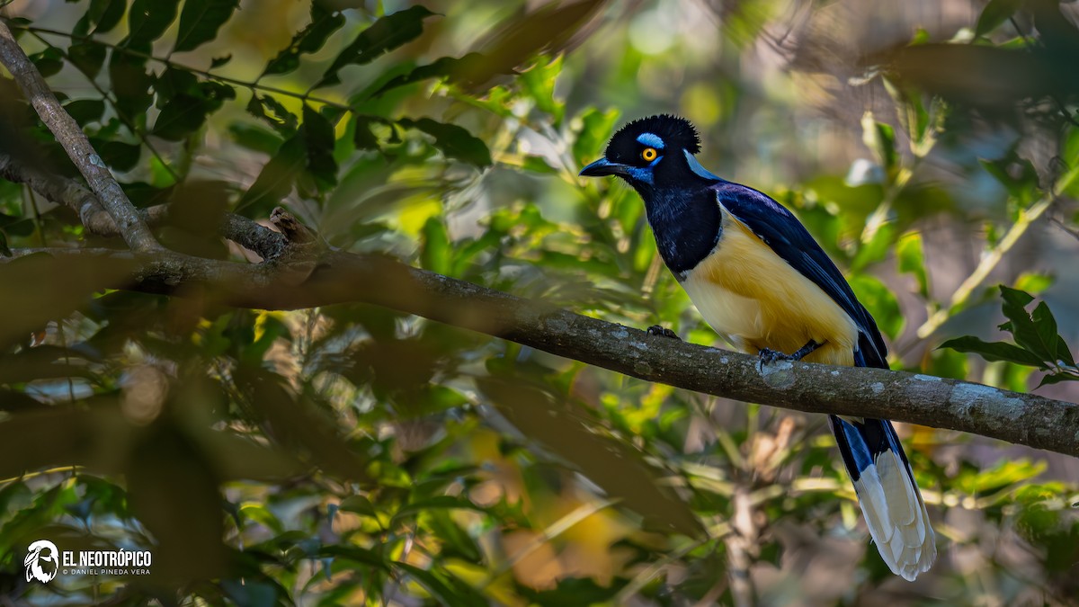 Plush-crested Jay - ML636001056