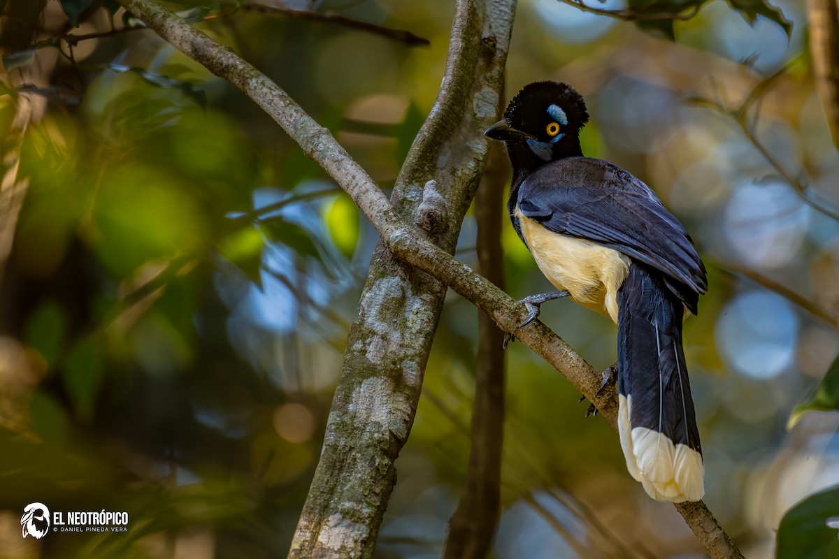 Plush-crested Jay - ML636001057