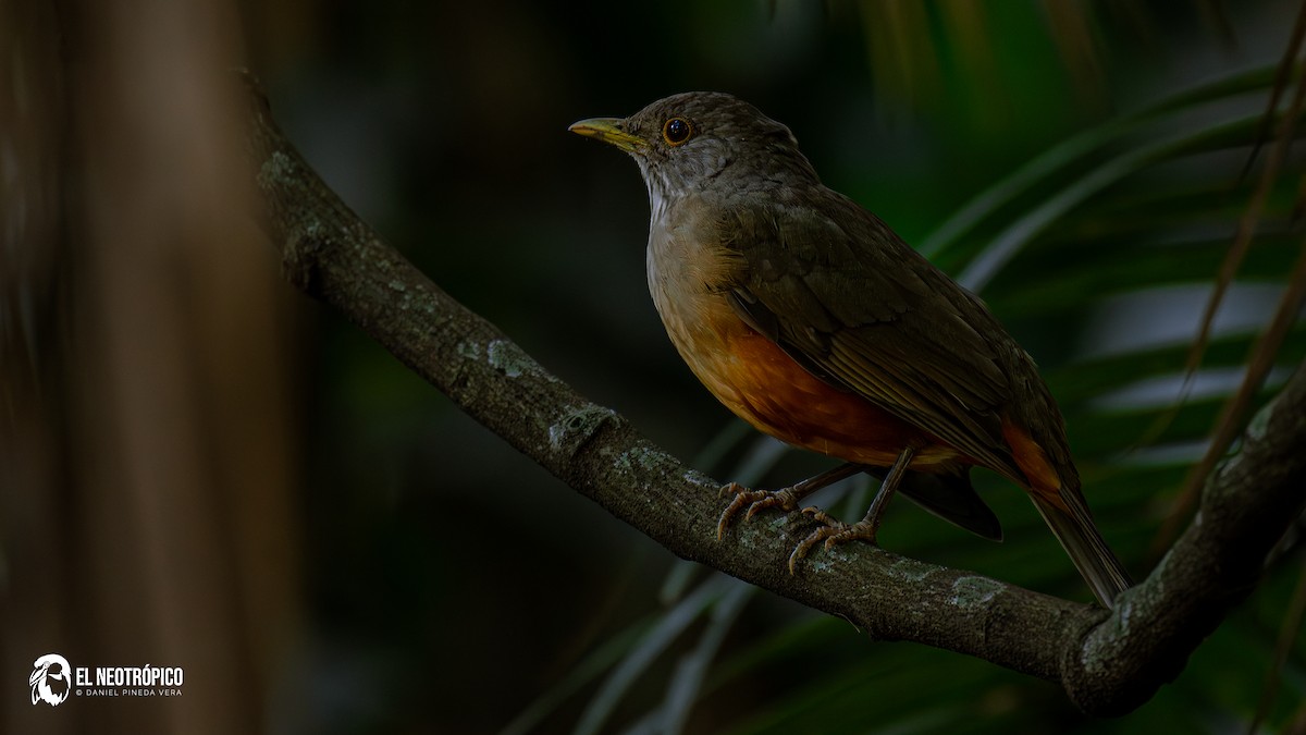 Rufous-bellied Thrush - ML636001058