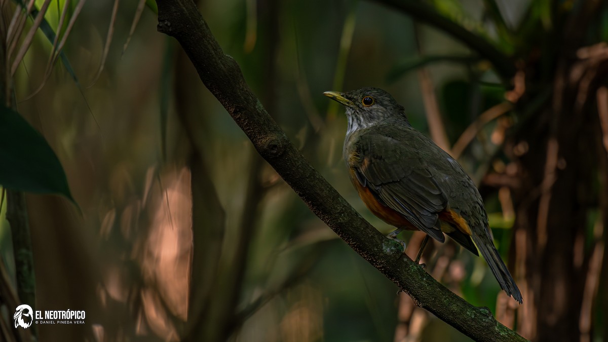 Rufous-bellied Thrush - ML636001059