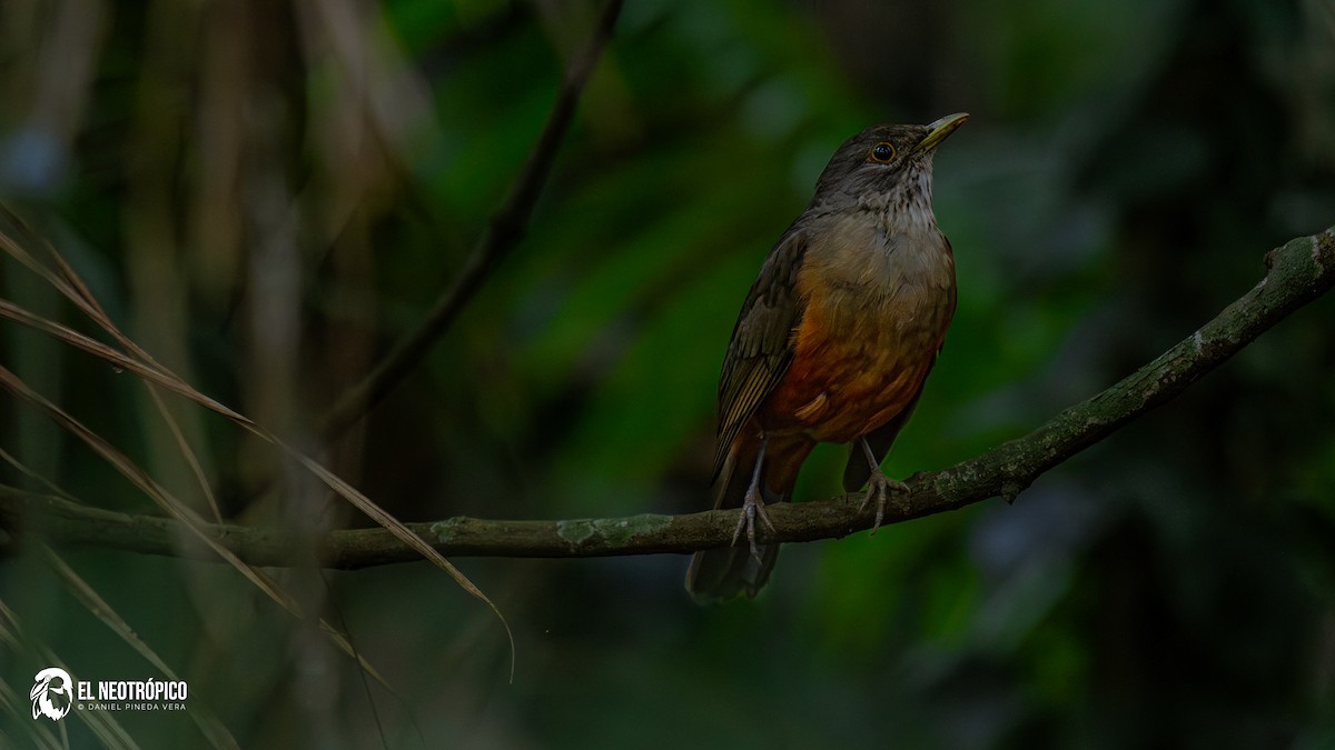 Rufous-bellied Thrush - ML636001060