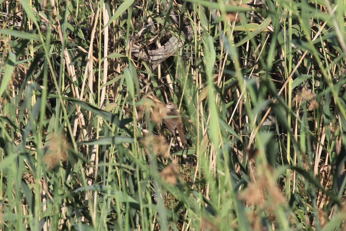 Little Rush Warbler - ML636001088