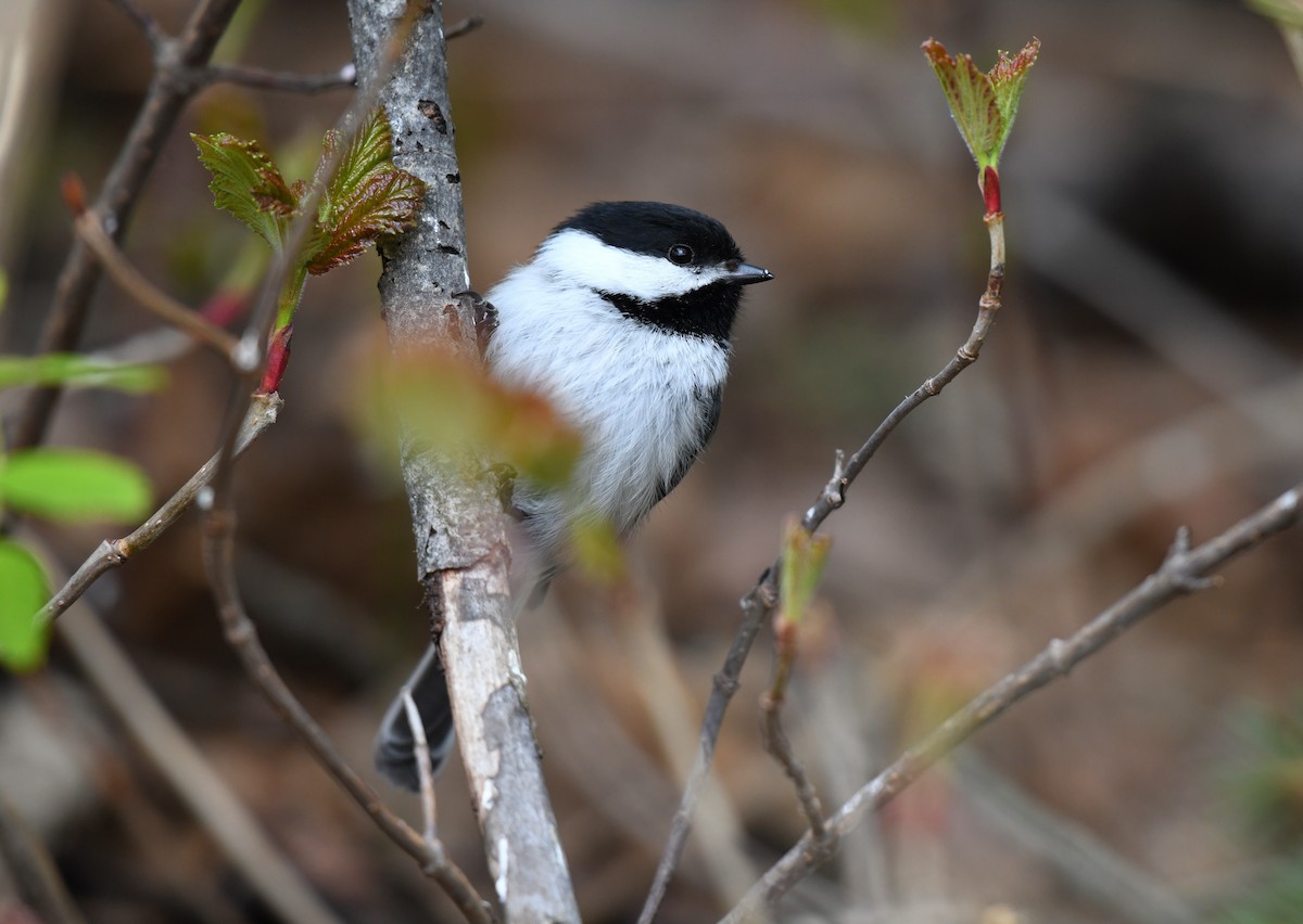 Black-capped Chickadee - ML636001105