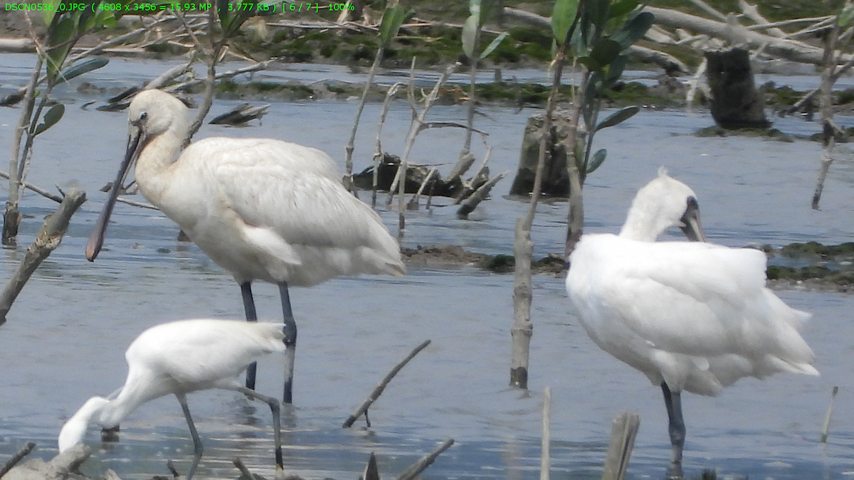 Eurasian Spoonbill - ML636001111