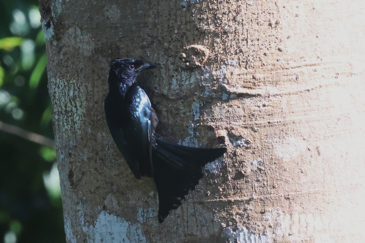 Palawan Drongo - ML636001130