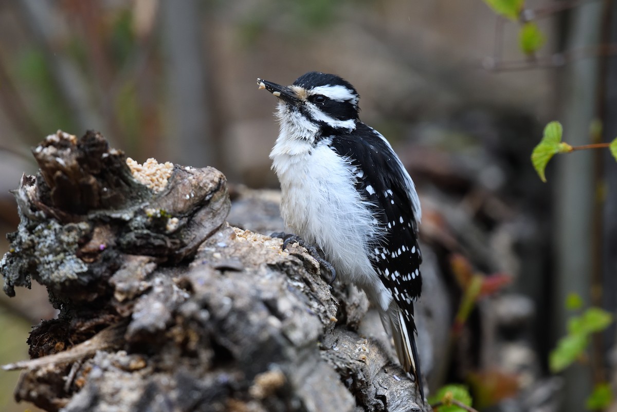 Hairy Woodpecker - ML636001136