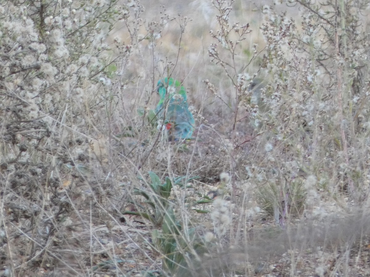 Red-rumped Parrot - ML636001140