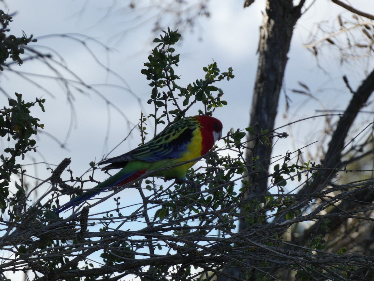 Eastern Rosella - ML636001143