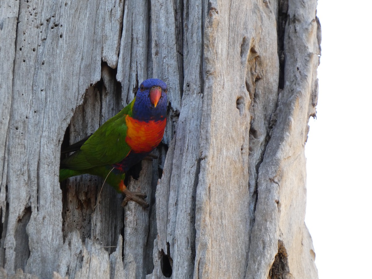 Rainbow Lorikeet - ML636001158
