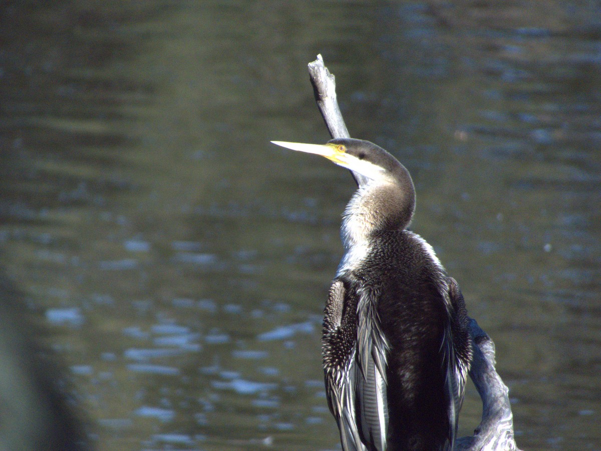 Australasian Darter - ML636001174