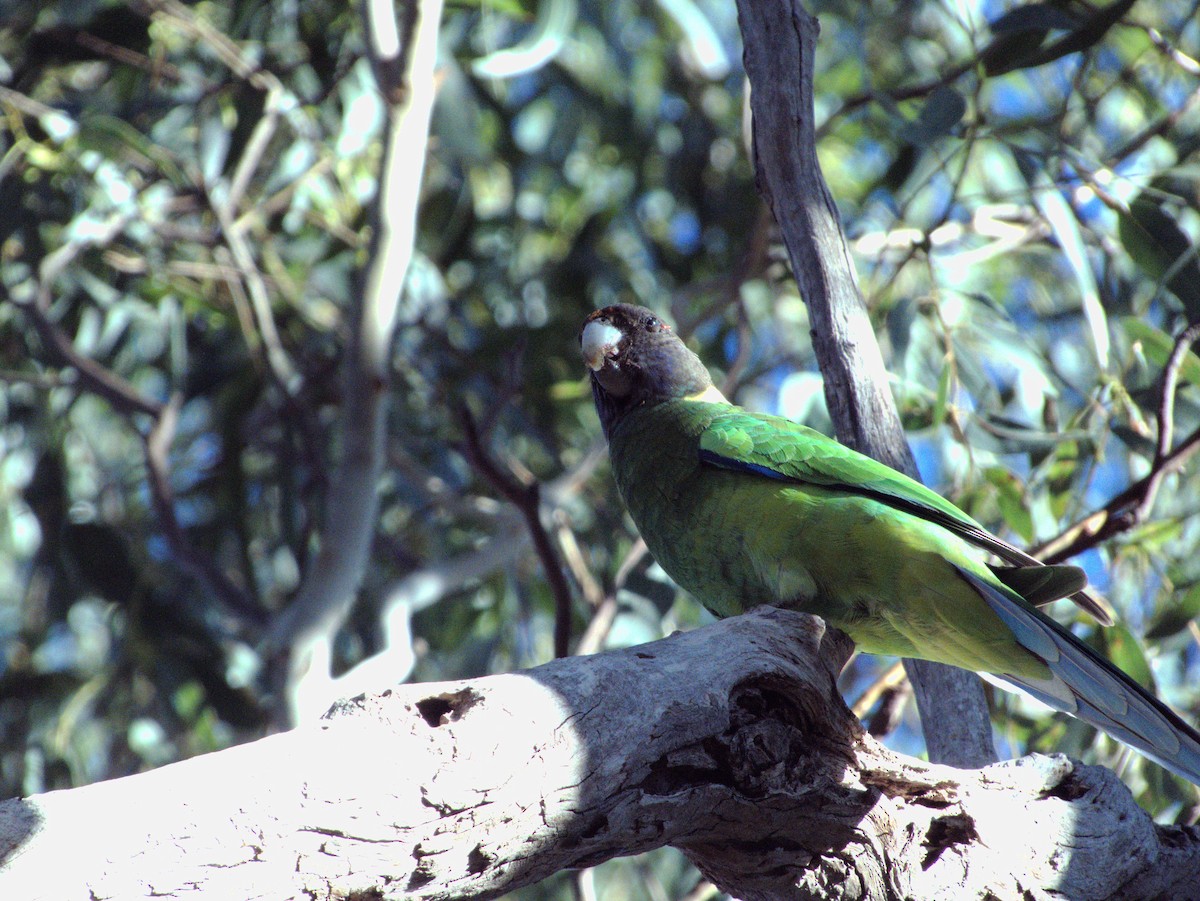 Australian Ringneck - ML636001179