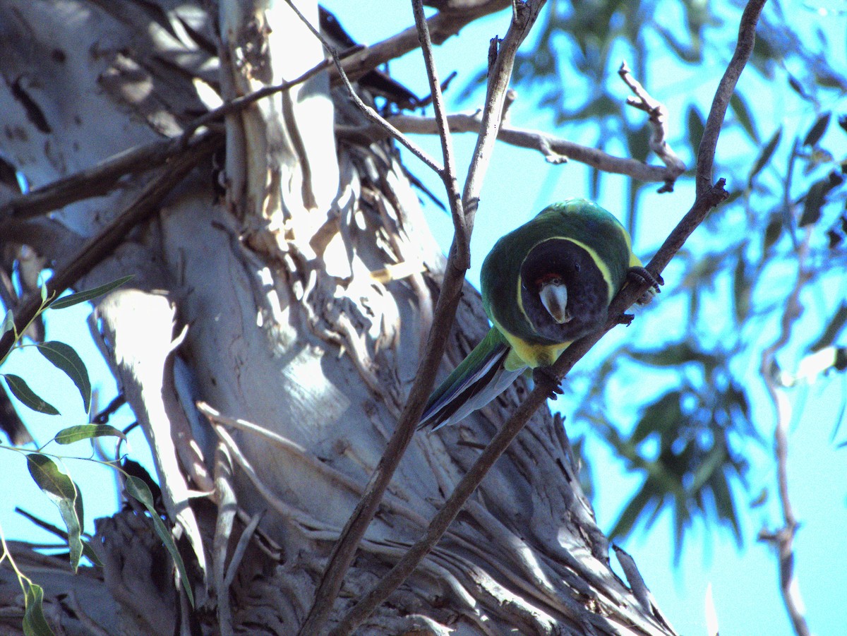 Australian Ringneck - ML636001180