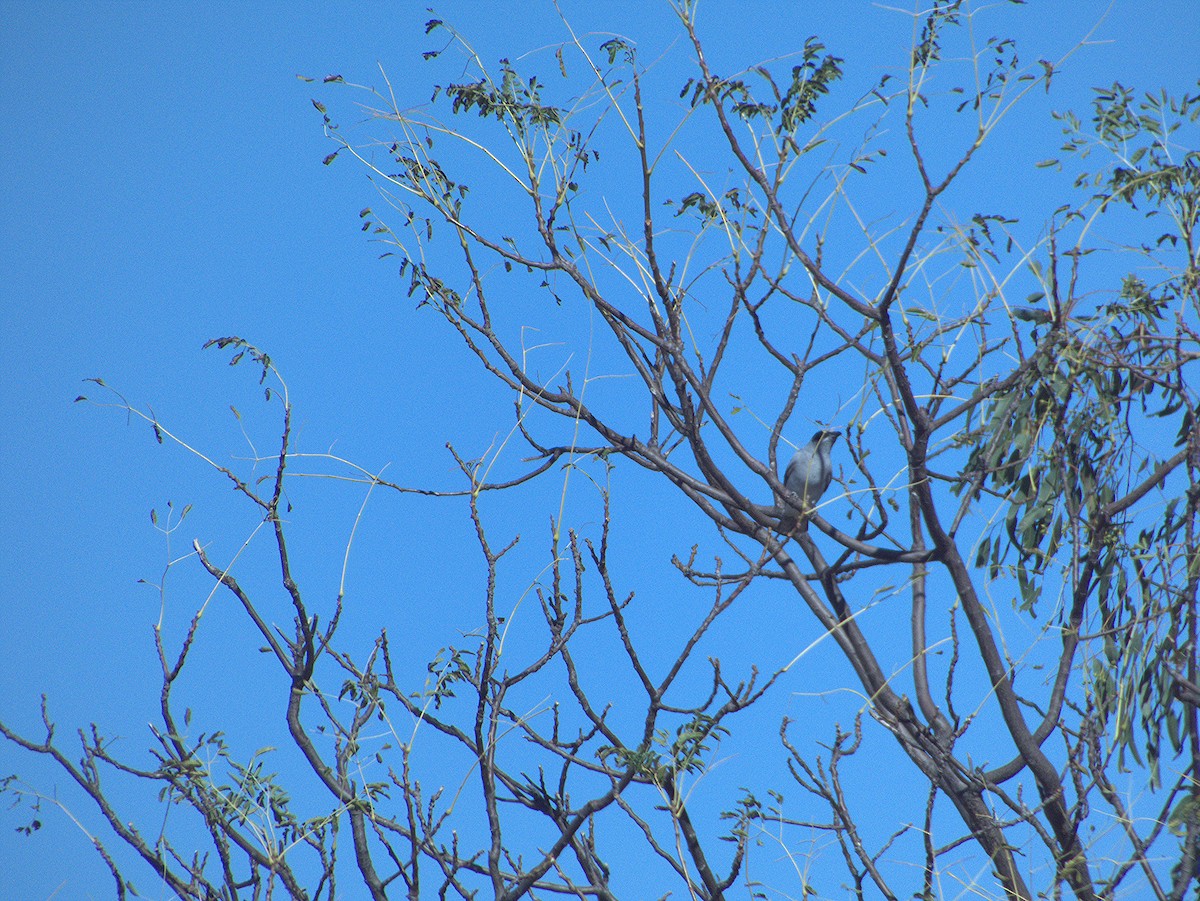 Black-faced Cuckooshrike - ML636001183