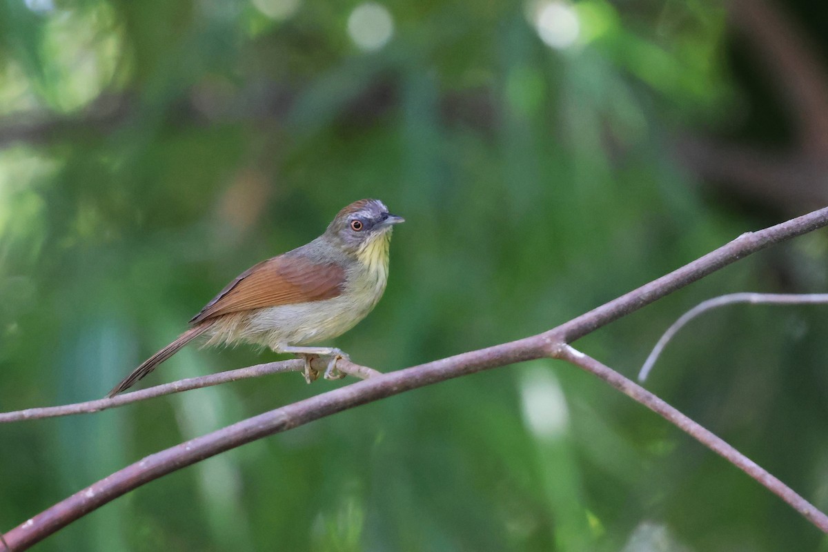 Pin-striped Tit-Babbler - ML636001239