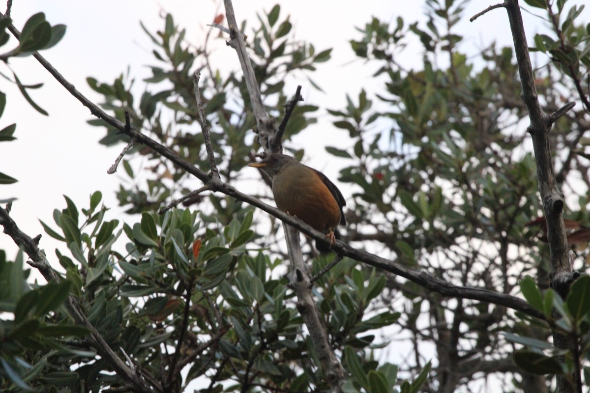 Olive Thrush - ML636001251