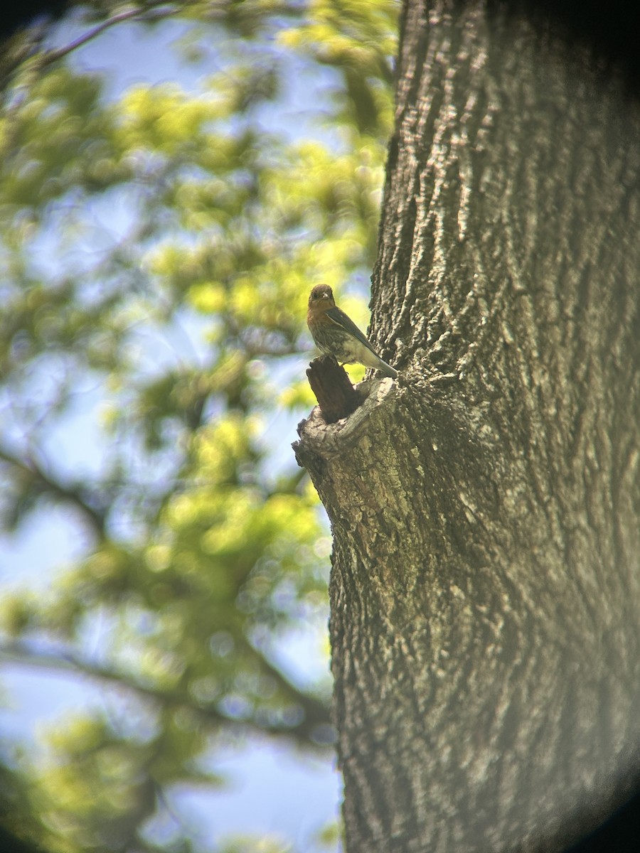Eastern Bluebird - ML636001286