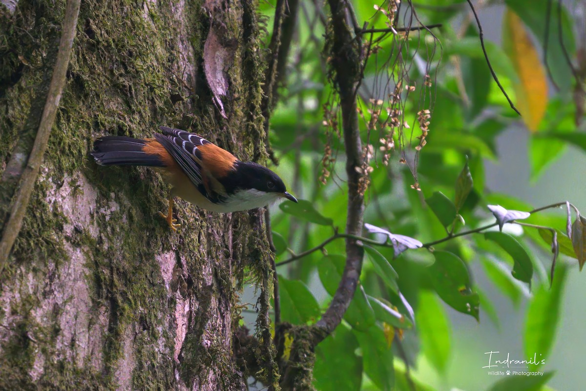 Rufous-backed Sibia - ML636001302