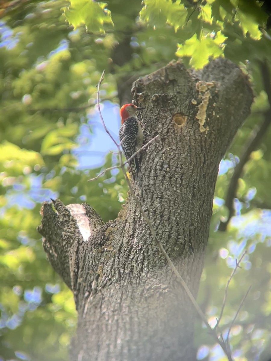 Red-bellied Woodpecker - ML636001324