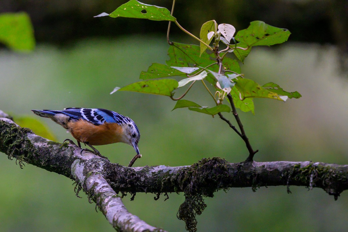 Beautiful Nuthatch - ML636001333