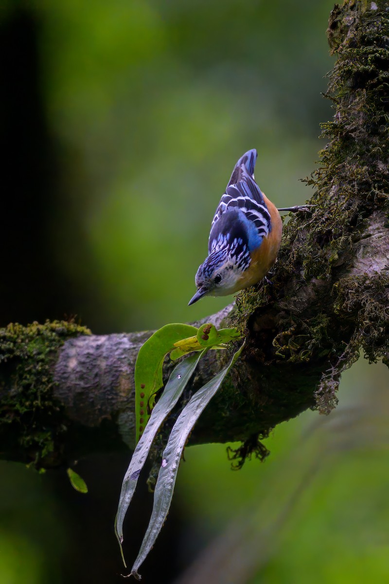 Beautiful Nuthatch - ML636001336