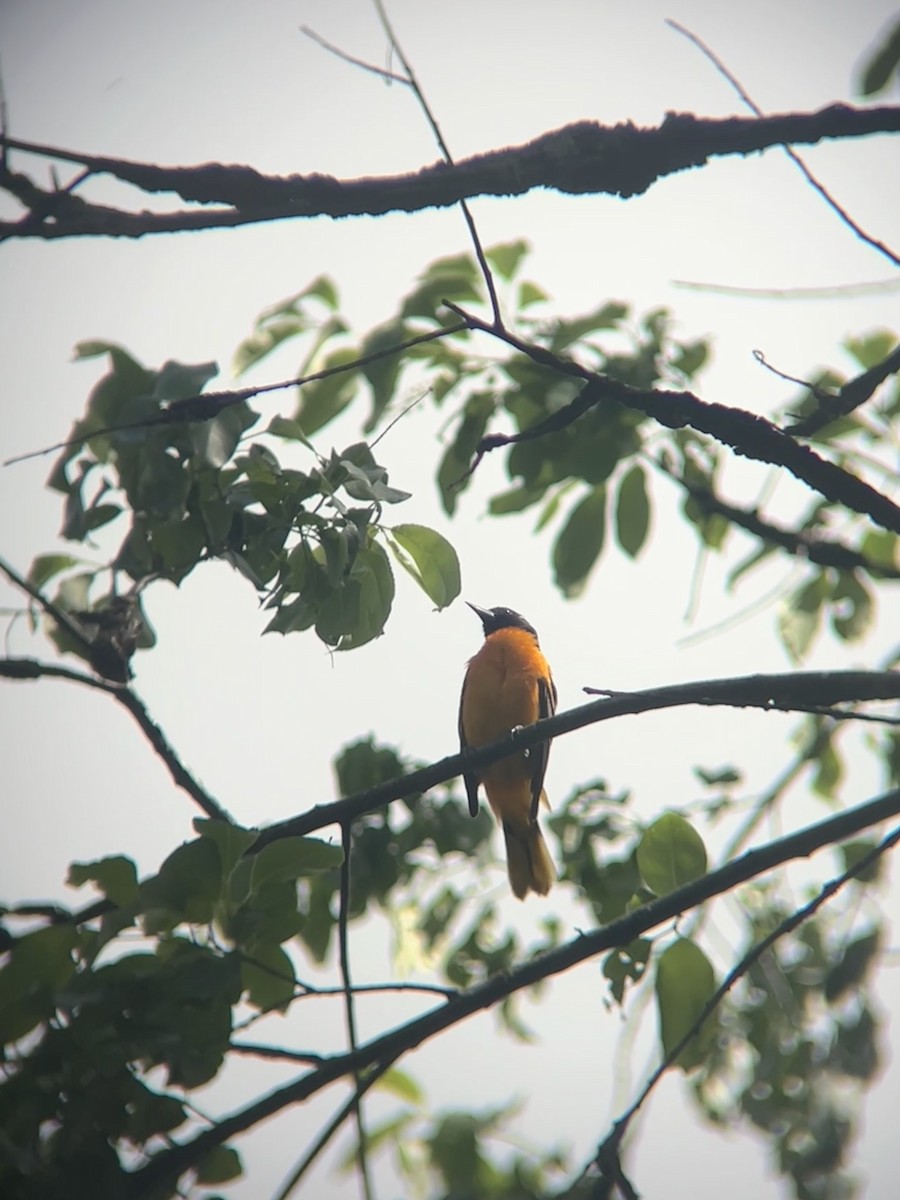 Baltimore Oriole - ML636001343