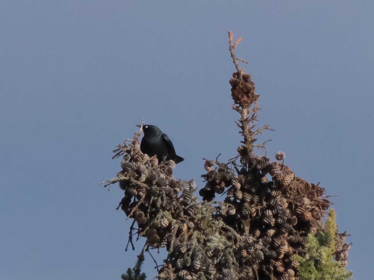Rusty Blackbird - ML636001358